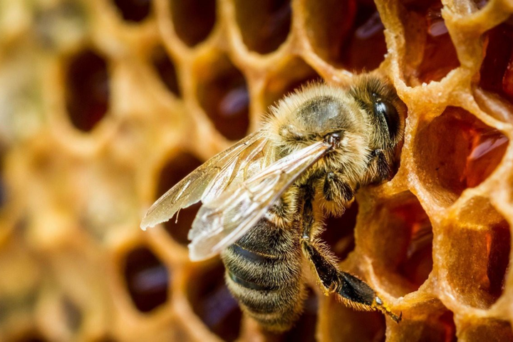  У Британії влада поселила бджіл у житлові будинки
