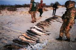 На Херсонщині браконьєри порибалили на 4,5 млн грн (фото)