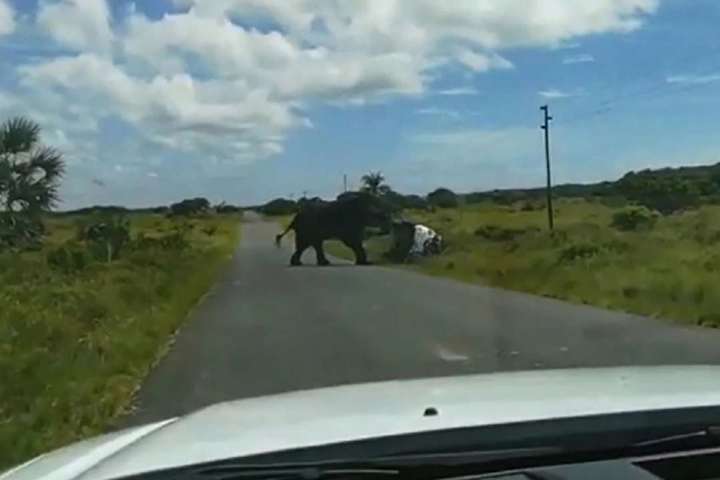 У Африці слон напав на туристів і перекинув їхнє авто (відео)
