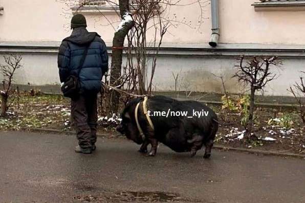 У Києві чоловік вигулював на повідку домашню свиню (фото) 