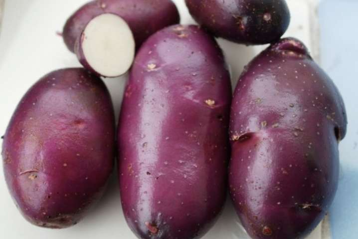 Украинские ученые представили «мистический» и высокоурожайный сорт картофеля