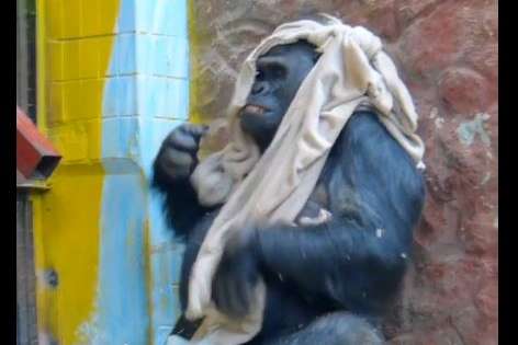 Горила зі столичного зоопарку порвала подарунок з Німеччини (відео)  