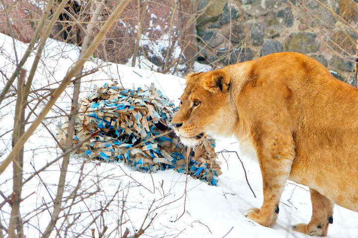 За останні 20 років численність левів у світі скоротилась на 50% - Працівники Київського зоопарку влаштують свято з нагоди 13-річчя левиного прайду (фото)