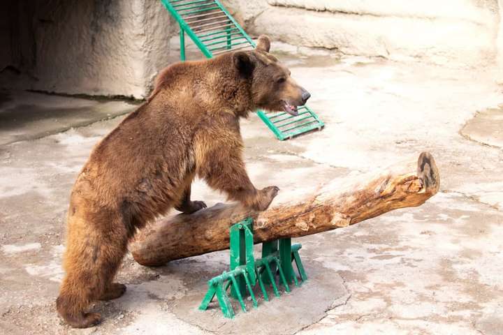 У зоопарку жінка кинула маленьку дівчинку у вольєр до ведмедя - Шокуючий випадок у зоопарку: мати скинула доньку у вольєр до ведмедя