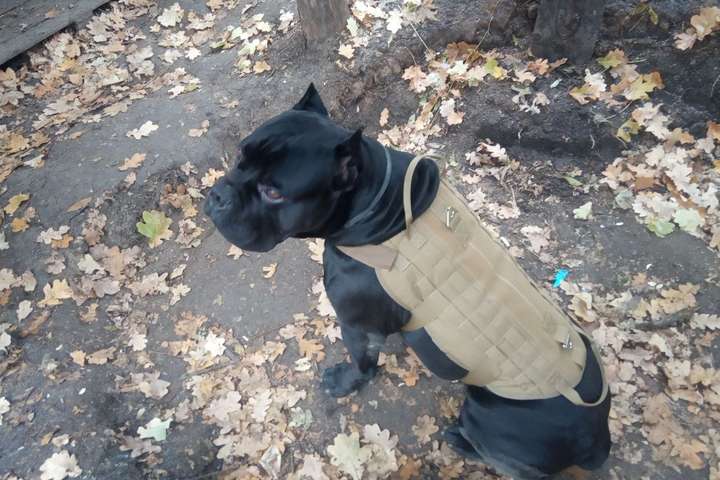 Український військовий пес вирвався з полону бойовиків (фото)