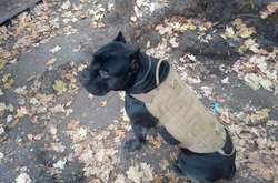 Український військовий пес вирвався з полону бойовиків (фото)