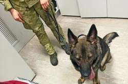 У «Борисполі» службовий пес прикордонників виявив майже дві тисячі наркопігулок (відео)