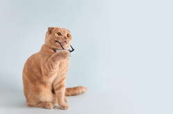 Мозок кішок зменшився за тисячі років після одомашнення