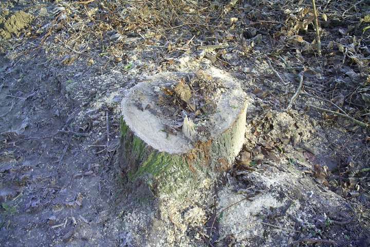 Генпрокуратура розслідує незаконну вирубку понад 5 тис. дерев на Вінниччині (фото)