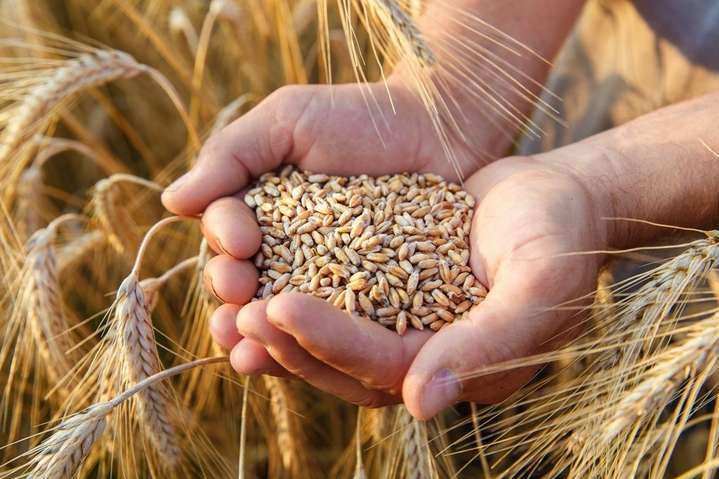 Украина экспортировала 90% продовольственного зерна 