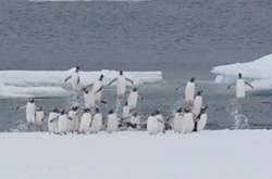 «Неймовірні стрибки»: українські полярники виклали миле відео з пінгвінами