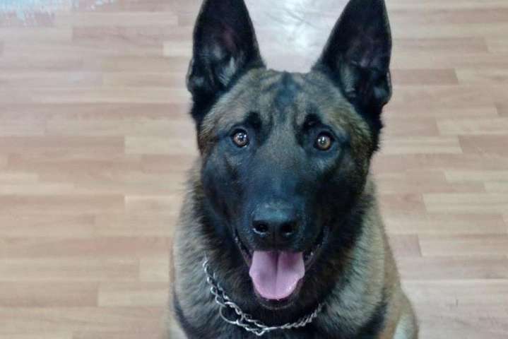 На Одещині поліцейські собаки допомагають людям з інвалідністю (фото)