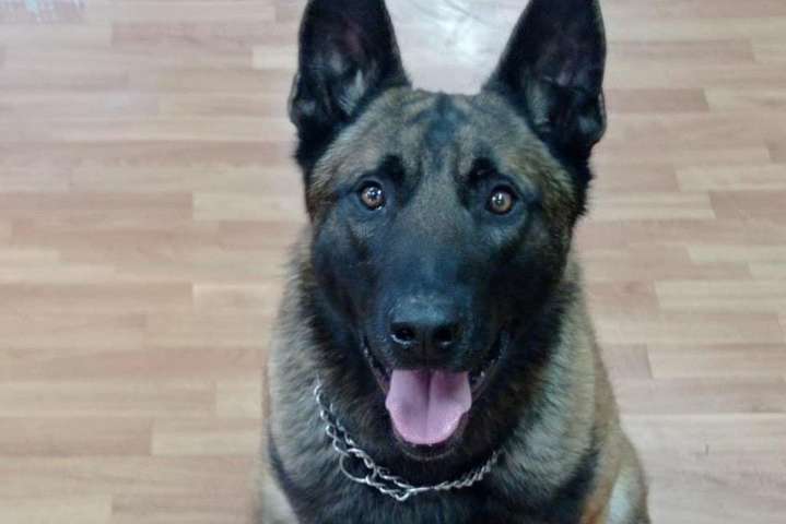 В Одесской области полицейские собаки помогают людям с инвалидностью (фото)