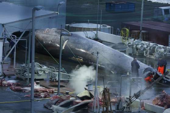 Вилов китів в Ісландії припиниться