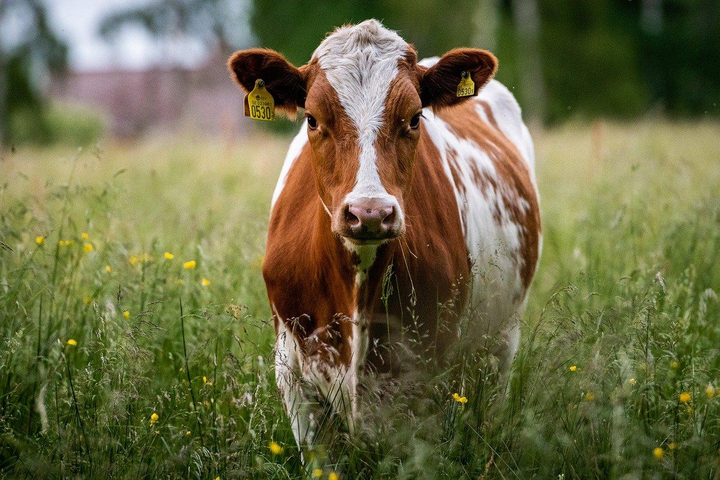 Вчені знайшли спосіб зменшити шкоду від корів