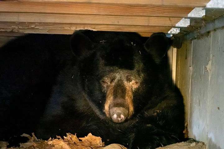 В США дикий медведь решил «перезимовать» у людей под крыльцом (фото)