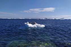 В Антарктиді рекордно потепліло (фото)