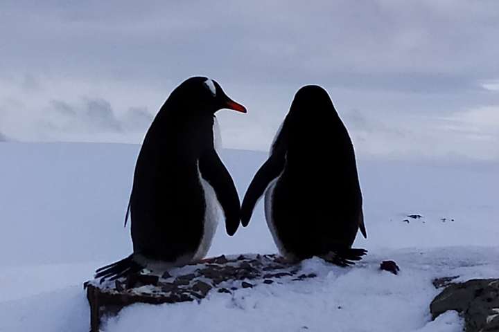 Українські полярники показали зворушливі фото закоханих пінгвінів