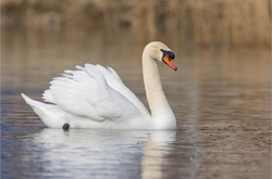  Місцеві мешканці помітили труп лебедя без голови поблизу парку 