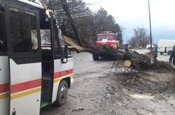 Повалені дерева та знеструмлені міста: негода наробила лиха в Україні (фото, відео)