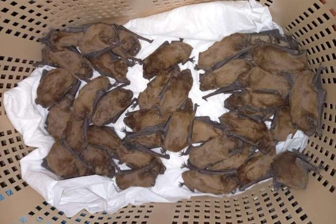 У Вінниці на балконі оселилися 40 кажанів (фото, відео)