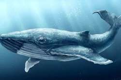 Сьогодні – Всесвітній день китів