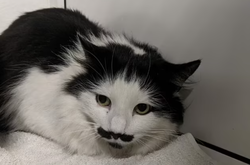 У Британії знайшлася кішка, схожа на Леніна (фото)