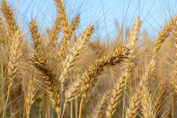 Ціни на пшеницю сягнули рекордного показника. Що буде далі 