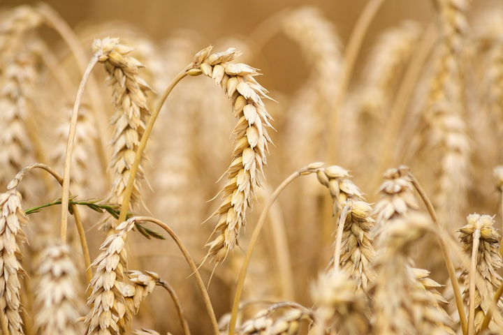 Цены на пшеницу достигли рекордного показателя. Что будет дальше