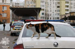 Небайдужі люди дбають і про котів та собак, для яких вибухи та стрілянина також є шоком