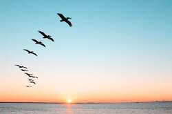  За повідомлення окупантів, українці заразили птахів у Херсонському заповіднику, та відправили їх у Росію для зараження місцевого населення 