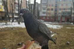 Зима не відступає: синоптики прогнозують мокрий сніг