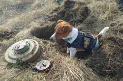 Патрон – талисман черниговских пиротехников