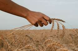 Путін зруйнував експорт не лише українського зерна, а й російського