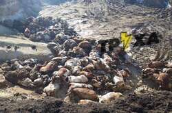  Російські військові зруйнували ферму на Харківщині 