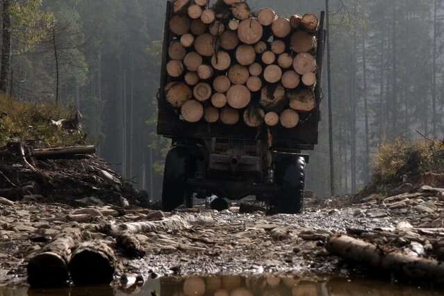 Мінекології: Росія не зможе продати зрубаний в Україні ліс