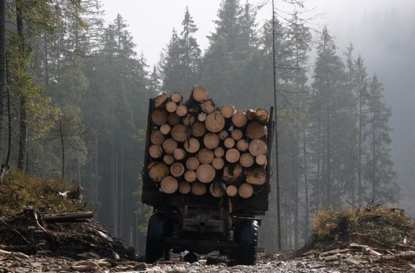 Минэкологии: Россия не сможет продать срубленный в Украине лес
