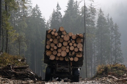 Минэкологии: Россия не сможет продать срубленный в Украине лес