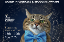 Кот Степан имеет более двух миллионов подписчиков