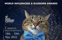 Українського кота Степана, якого господиня евакуювала з Харкова, номінували на престижну премію 