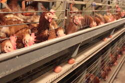 Від дій росіян постраждала птахофабрика «Чорнобаївська» 