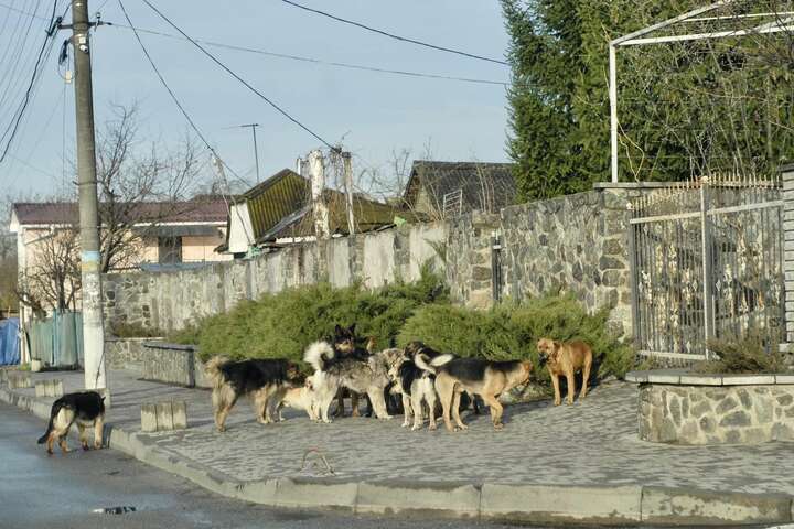 «Агресивні й можуть нападати». На Київщині критична ситуація з покинутими тваринами