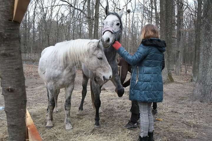 Журналісти розповіли історію порятунку коней з Київщини, яких рашисти хотіли спалити живцем