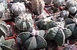 Супруги из Гостомеля в оккупации спасли уникальную коллекцию кактусов (видео)