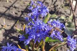 В Україні очікуються заморозки