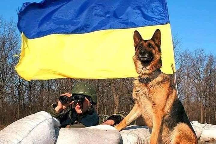 Наші чотирилапі проти москальських «псів»: як собаки та коти боронять Україну