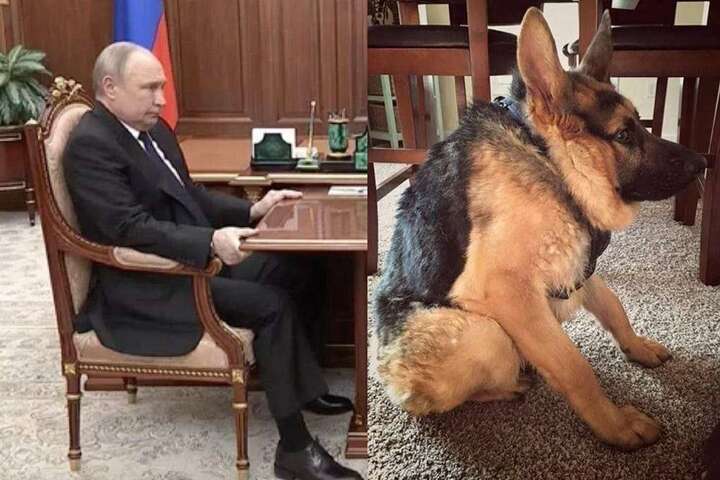 Соцмережі висміяли зустріч Путіна та Шойгу. Добірка фотожаб