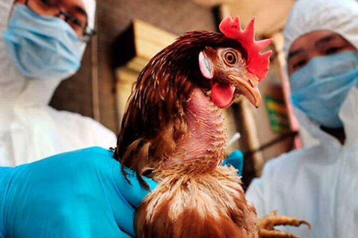 Вперше в історії людина заразилася пташиним грипом: хворобу виявили у Китаї
