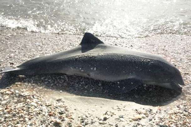 У Чорному морі через дії російських агресорів гинуть дельфіни (фото)