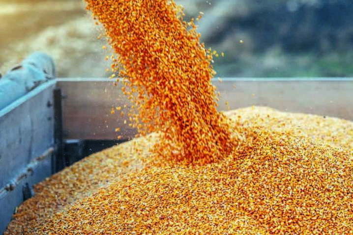 Окупанти вже викрали в Україні кілька сотень тисяч тонн зерна
